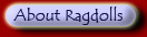 About Ragdolls