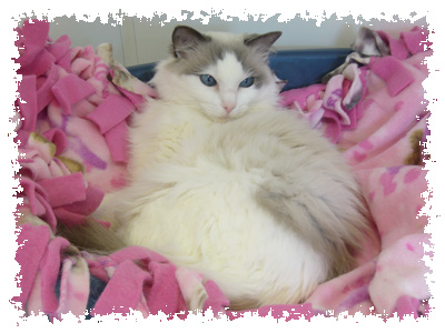 Amy, rescued, fostered and rehomed by the UKRCC