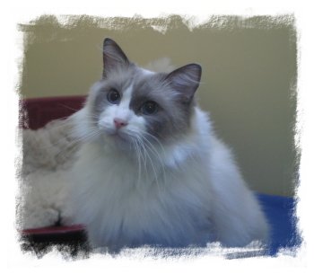 Milo