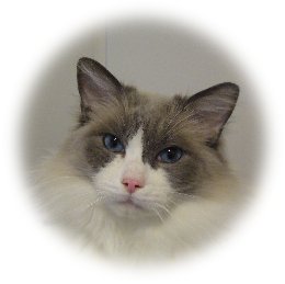 Milo, a UKRCC success story!
